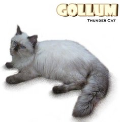 Gollum (Chocolate Seal Point) - Ragdoll Cat