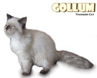 Gollum (Chocolate Seal Point) - Ragdoll Cat