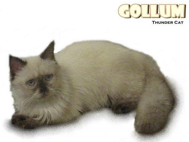 Gollum (Chocolate Seal Point) - Ragdoll Cat