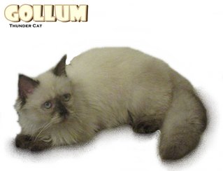 Gollum (Chocolate Seal Point) - Ragdoll Cat