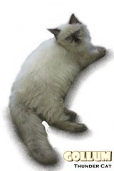 Gollum (Chocolate Seal Point) - Ragdoll Cat