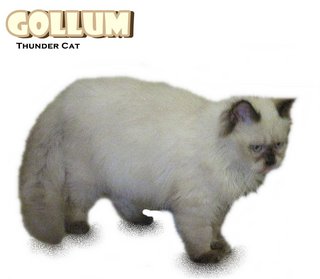 Gollum (Chocolate Seal Point) - Ragdoll Cat