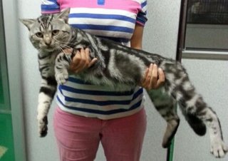 Hero - American Shorthair Cat