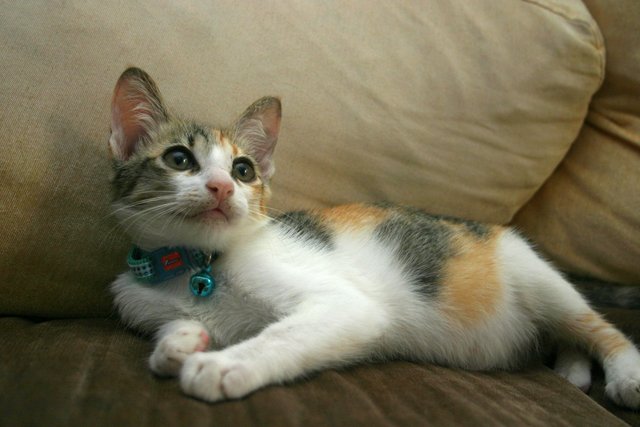 Tinker Bell - Domestic Short Hair Cat