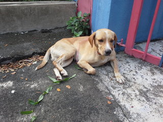 Little Lucky Latte - Beagle Mix Dog