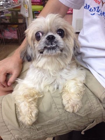 Fluffy - Shih Tzu Dog