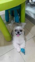 Fluffy - Shih Tzu Dog