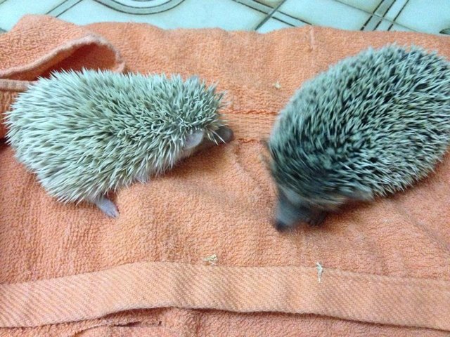 小黑&amp;小白~ - Hedgehog Small & Furry