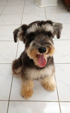 Minnie - Schnauzer Dog