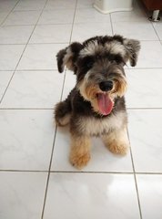 Minnie - Schnauzer Dog