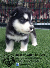 20days Alaskan Malamute puppy. 1male 5female.   Contact Roy 019-6969093 Facebook: @desertwulf