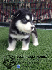 20days Alaskan Malamute puppy. 1male 5female.   Contact Roy 019-6969093 Facebook: @desertwulf