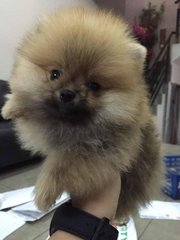 Pomeranian - Imported Indonesia - Pomeranian Dog