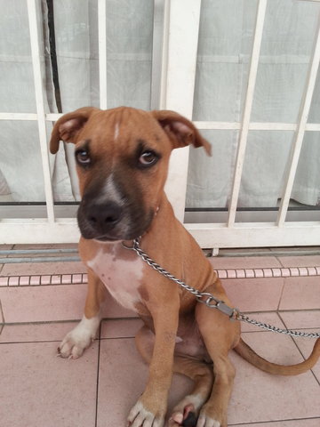 Happy - Boxer + Pit Bull Terrier Dog