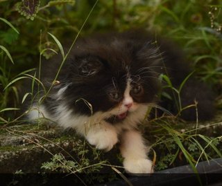 Turf - Persian Cat