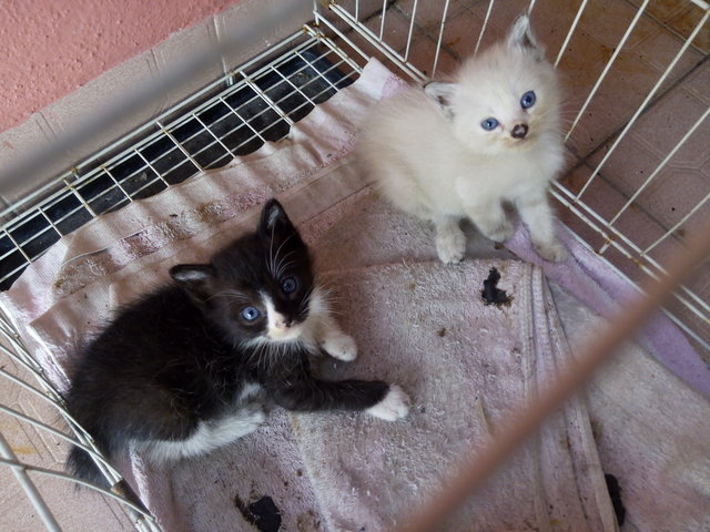 Cookies N Cream - Tuxedo + Siamese Cat