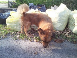 Pity - Mixed Breed Dog