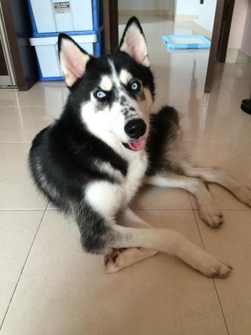 Tyler - Siberian Husky Dog