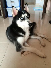 Tyler - Siberian Husky Dog