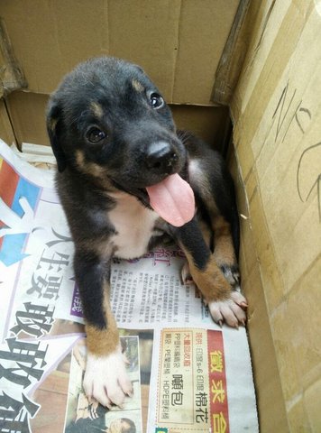 Rotty Boy - Rottweiler Mix Dog