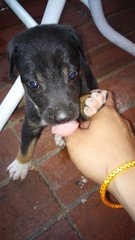 Rotty Boy - Rottweiler Mix Dog