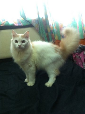 No Name 3 - Persian + Ragdoll Cat