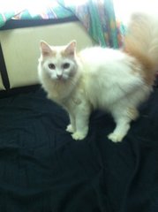 No Name 3 - Persian + Ragdoll Cat