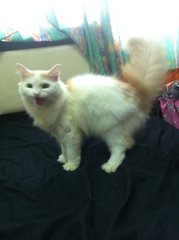 No Name 3 - Persian + Ragdoll Cat