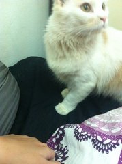 No Name B - Persian + Ragdoll Cat