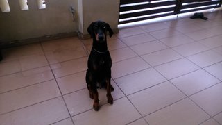 Bingo  - Doberman Pinscher Dog