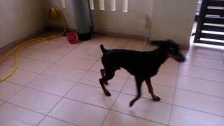 Bingo  - Doberman Pinscher Dog