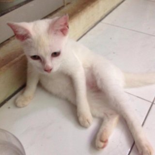 Snowbell - Domestic Short Hair Cat