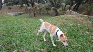 Milo - Jack Russell Terrier (Parson Russell Terrier) Mix Dog