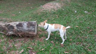 Milo - Jack Russell Terrier (Parson Russell Terrier) Mix Dog