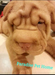 Quality Shar Pei - Shar Pei Dog