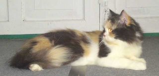 Proven Female Persian - Persian Cat