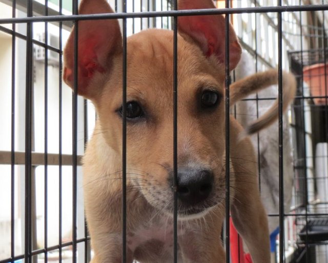 Tetley, Tiny &amp; Tip - Mixed Breed Dog