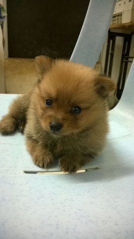 Pomeranian Puppy For Sale    - Pomeranian Dog