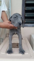 Fila Brasileiro Puppy For Sale   - Fila Brasileiro Dog