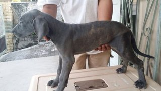 Fila Brasileiro Puppy For Sale   - Fila Brasileiro Dog