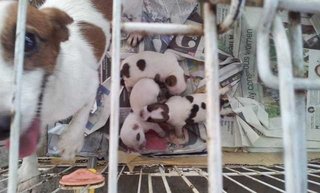 Jack Russul Terrier Puppy For Sale  - Jack Russell Terrier Dog