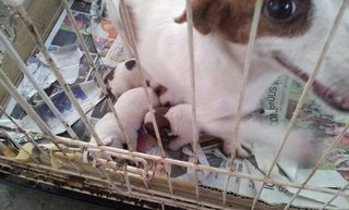 Jack Russul Terrier Puppy For Sale  - Jack Russell Terrier Dog