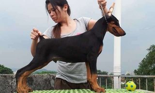 Dobermann Champion N Imported Line - Doberman Pinscher Dog