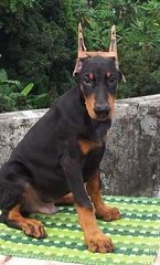 Dobermann Champion N Imported Line - Doberman Pinscher Dog