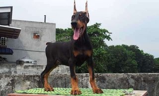 Dobermann Champion N Imported Line - Doberman Pinscher Dog