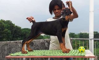 Dobermann Champion N Imported Line - Doberman Pinscher Dog