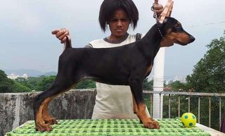 Dobermann Champion N Imported Line - Doberman Pinscher Dog