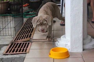 Neapolitan Mastiff, Parent Imported - Neapolitan Mastiff Dog