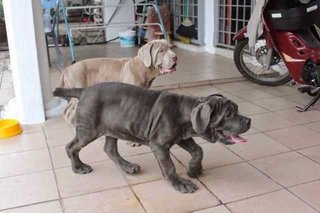 Neapolitan Mastiff, Parent Imported - Neapolitan Mastiff Dog