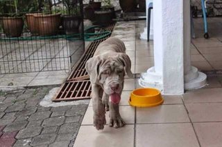 Neapolitan Mastiff, Parent Imported - Neapolitan Mastiff Dog